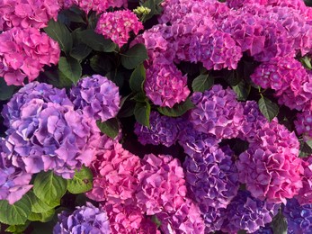 Bush with beautiful hydrangea flowers blooming outdoors, closeup