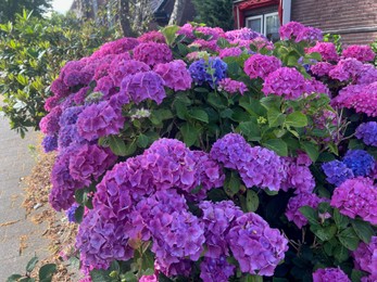 Photo of Bush with beautiful hydrangea flowers blooming on city street