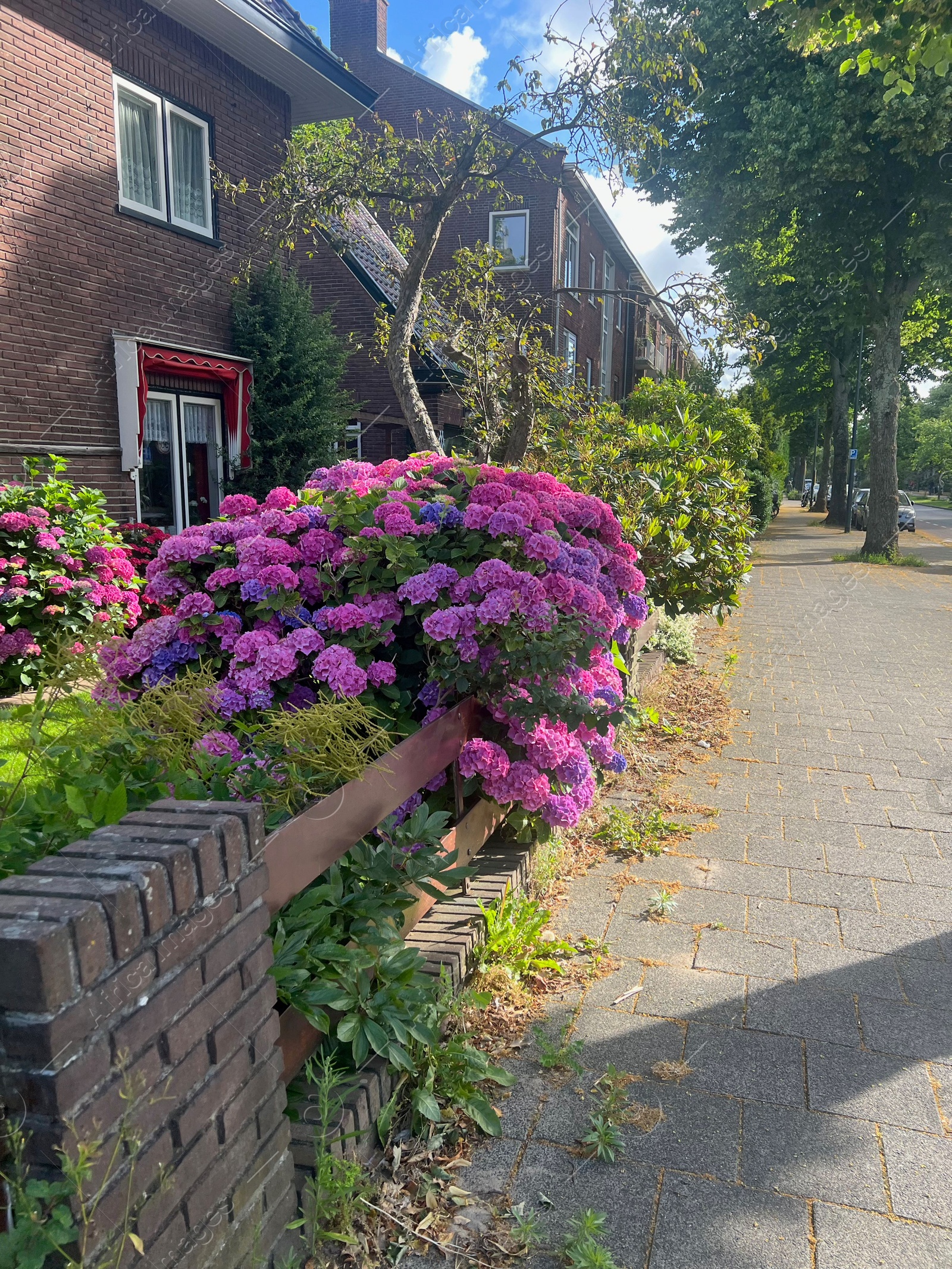 Photo of Bush with beautiful hydrangea flowers blooming on city street