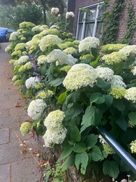 Bush with beautiful white hydrangea flowers blooming on city street