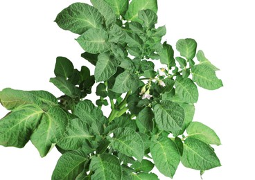 Photo of Potato plant with green leaves isolated on white
