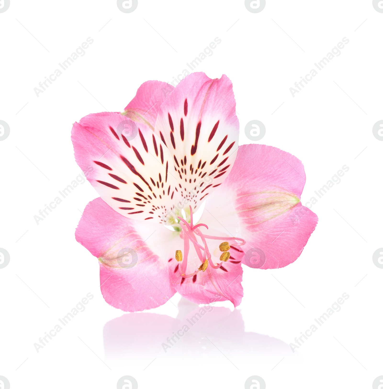 Photo of Beautiful pink alstroemeria flower isolated on white