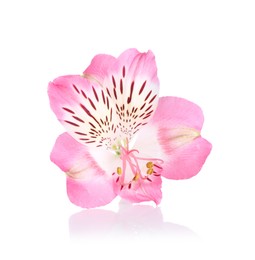 Photo of Beautiful pink alstroemeria flower isolated on white