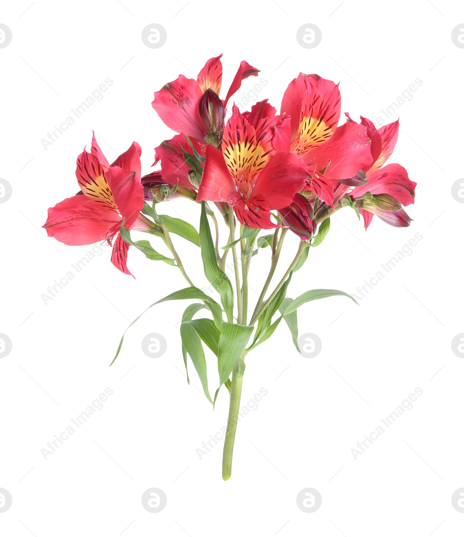 Photo of Beautiful red alstroemeria flowers isolated on white