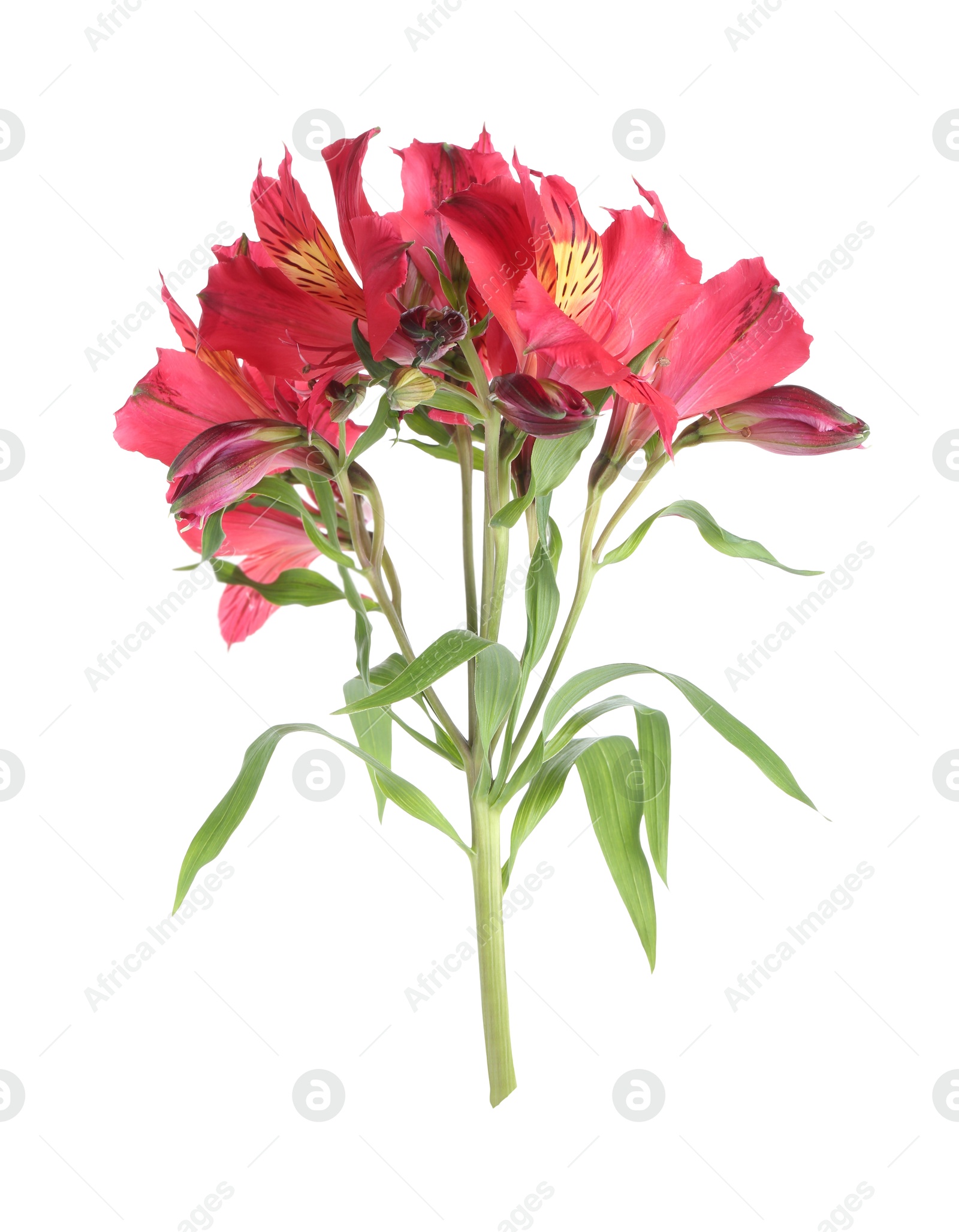 Photo of Beautiful red alstroemeria flowers isolated on white