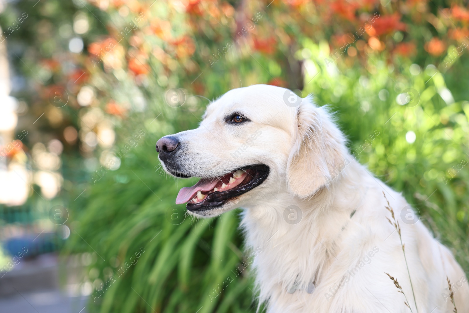 Photo of Portrait of cute Golden Retriever dog on blurred background