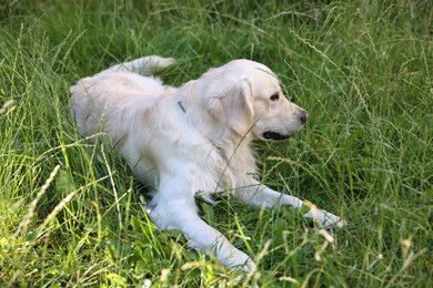 Photo of Cute Golden Retriever dog resting on green grass