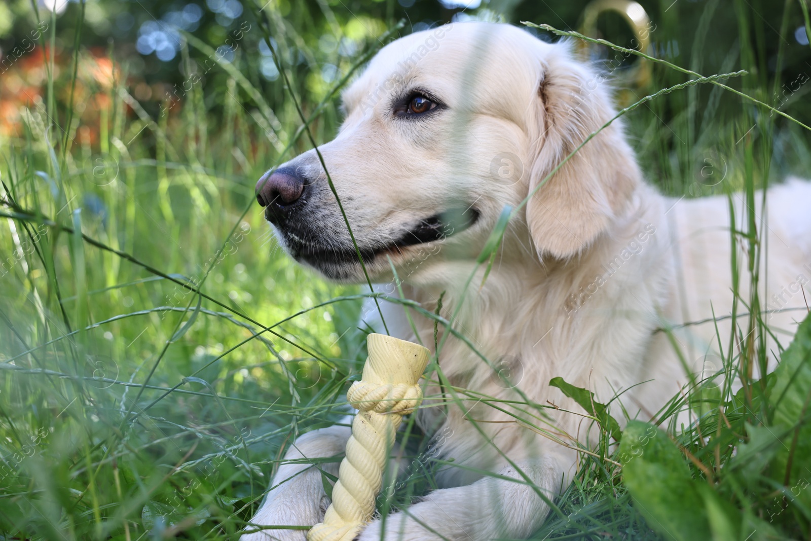 Photo of Cute Golden Retriever dog resting on green grass