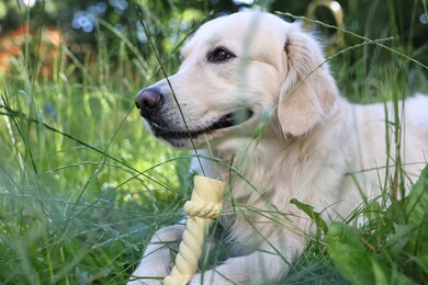 Cute Golden Retriever dog resting on green grass