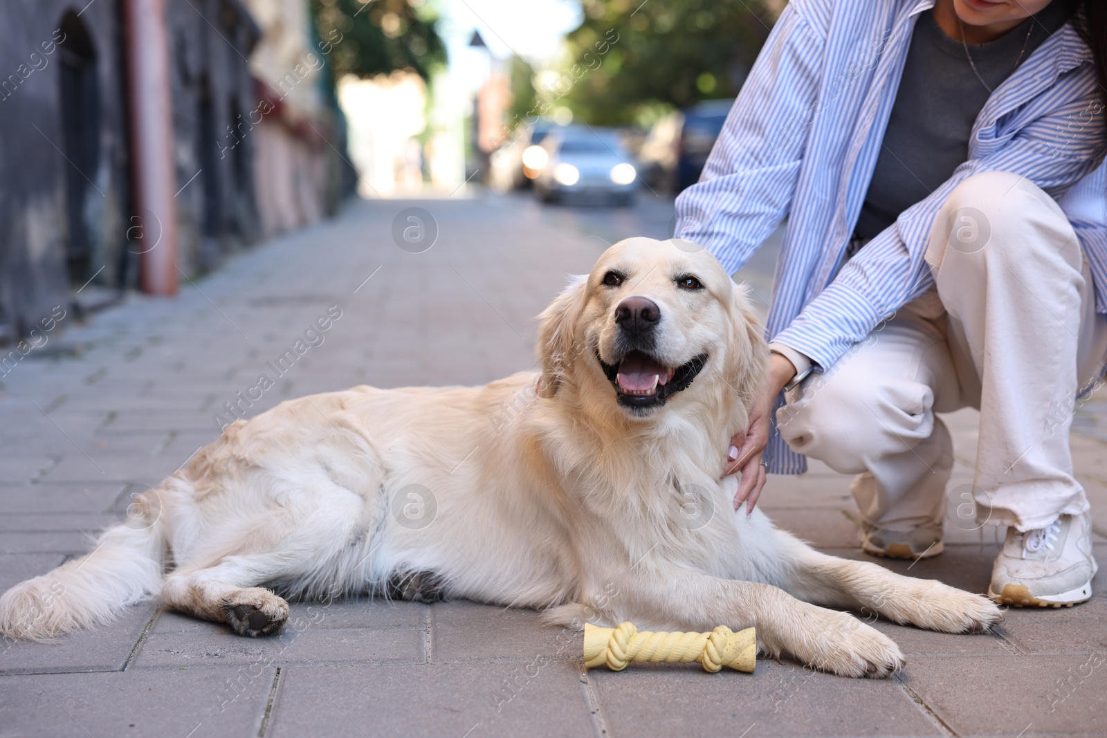 Photo of Owner with cute Golden Retriever dog on city street, closeup