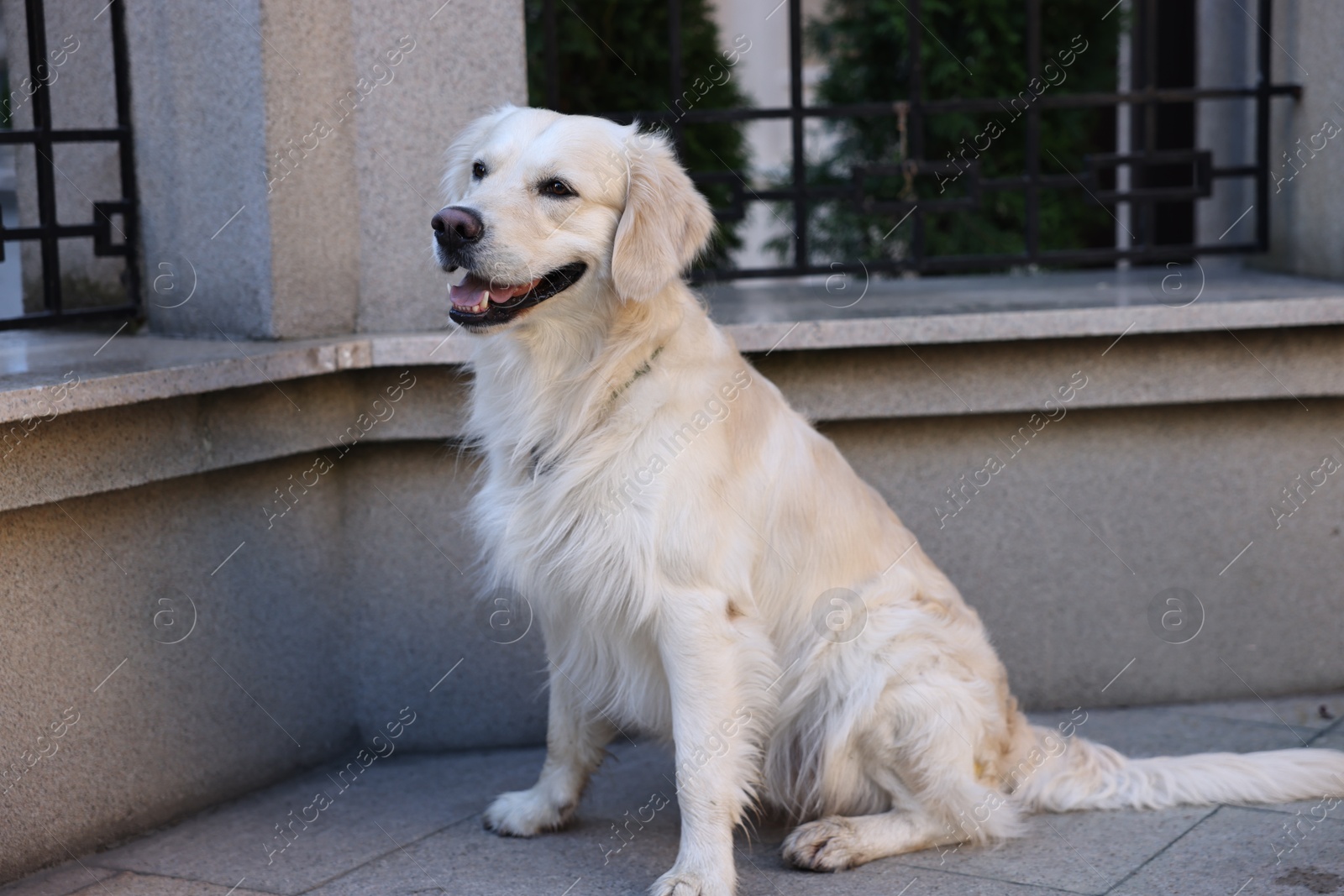 Photo of Cute Golden Retriever dog sitting on city street