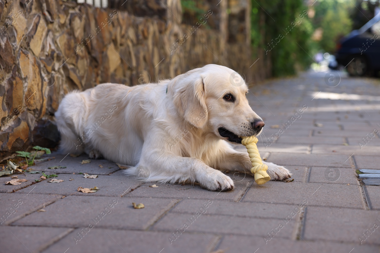 Photo of Cute Golden Retriever dog lying with toy outdoors