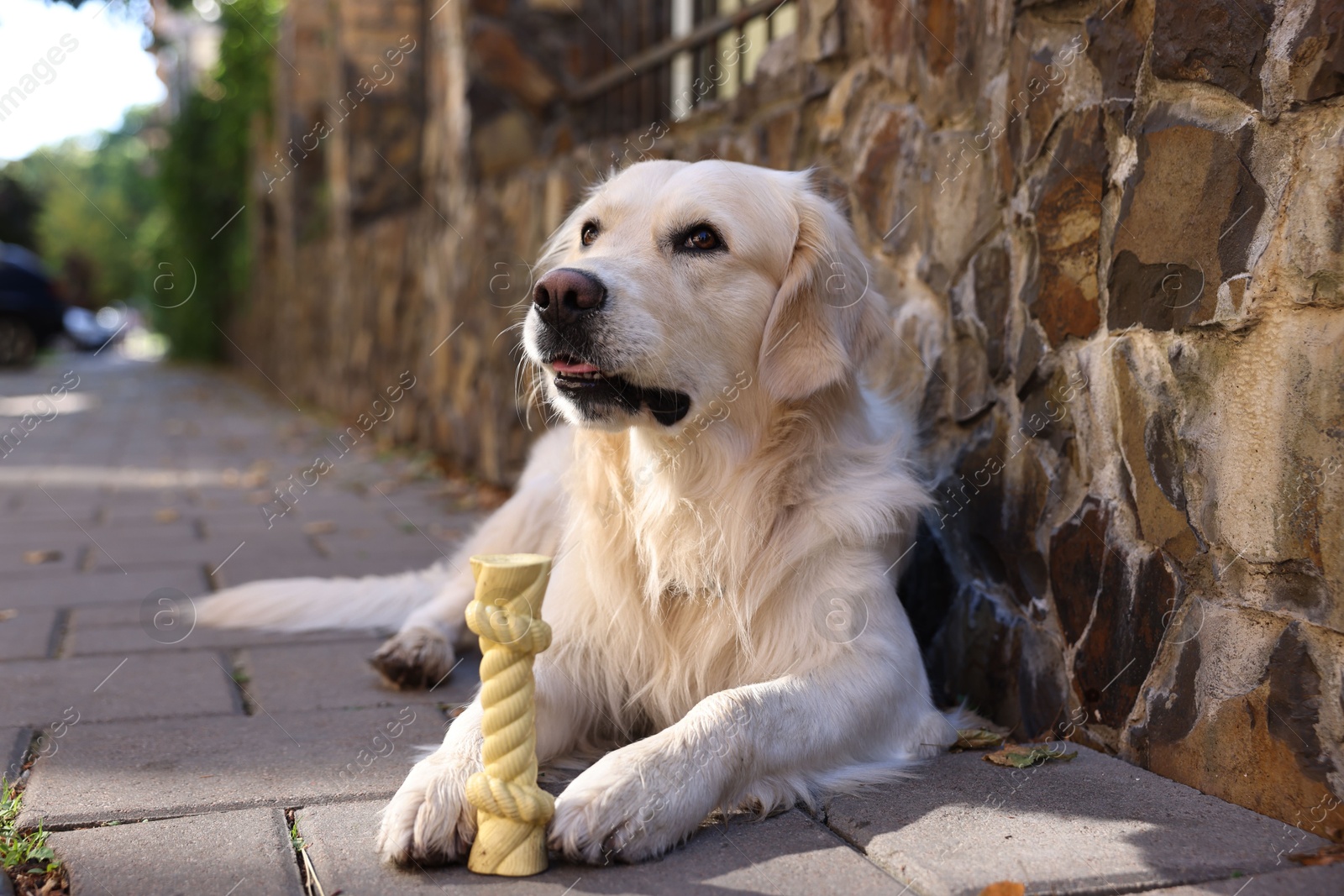 Photo of Cute Golden Retriever dog lying with toy outdoors