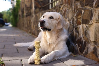 Cute Golden Retriever dog lying with toy outdoors