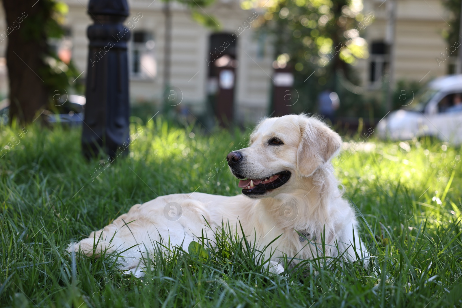 Photo of Cute Golden Retriever dog resting on green grass