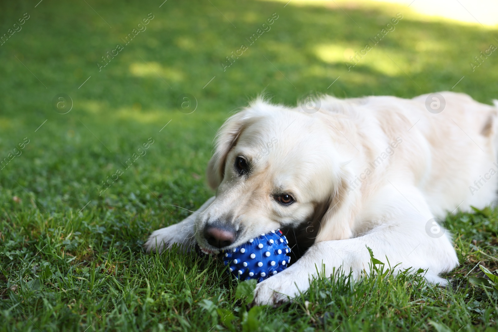 Photo of Cute Golden Retriever dog playing with ball on green grass. Space for text