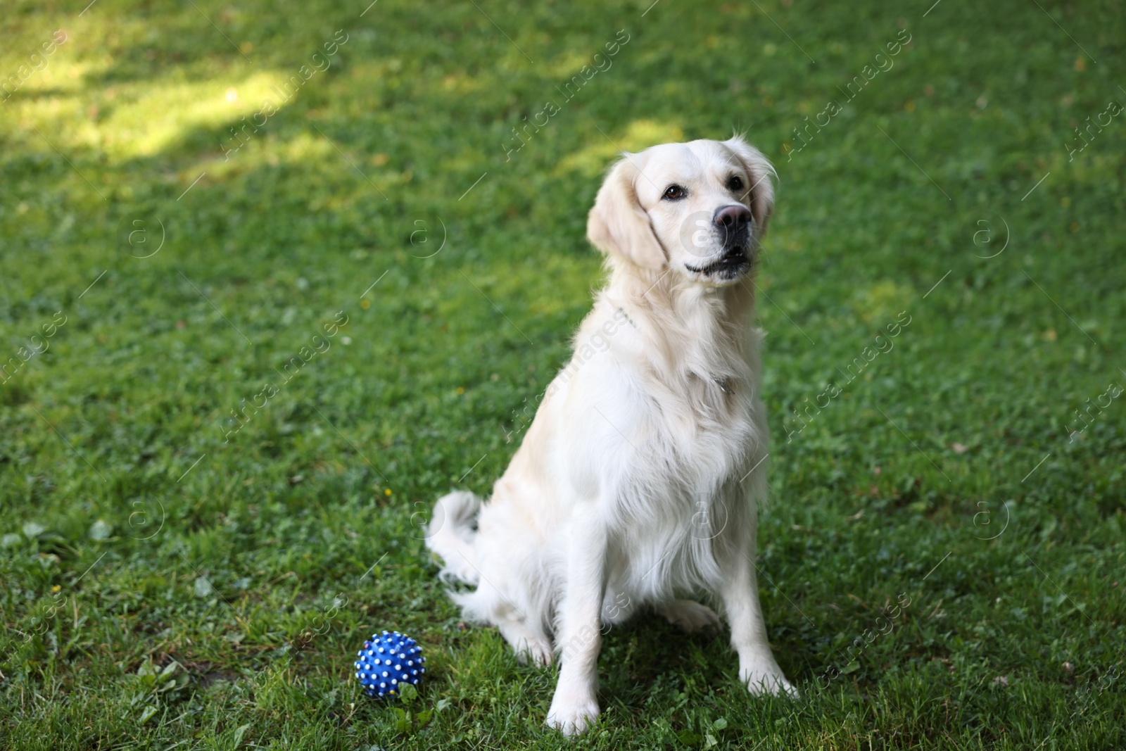 Photo of Cute Golden Retriever and dog toy on green grass