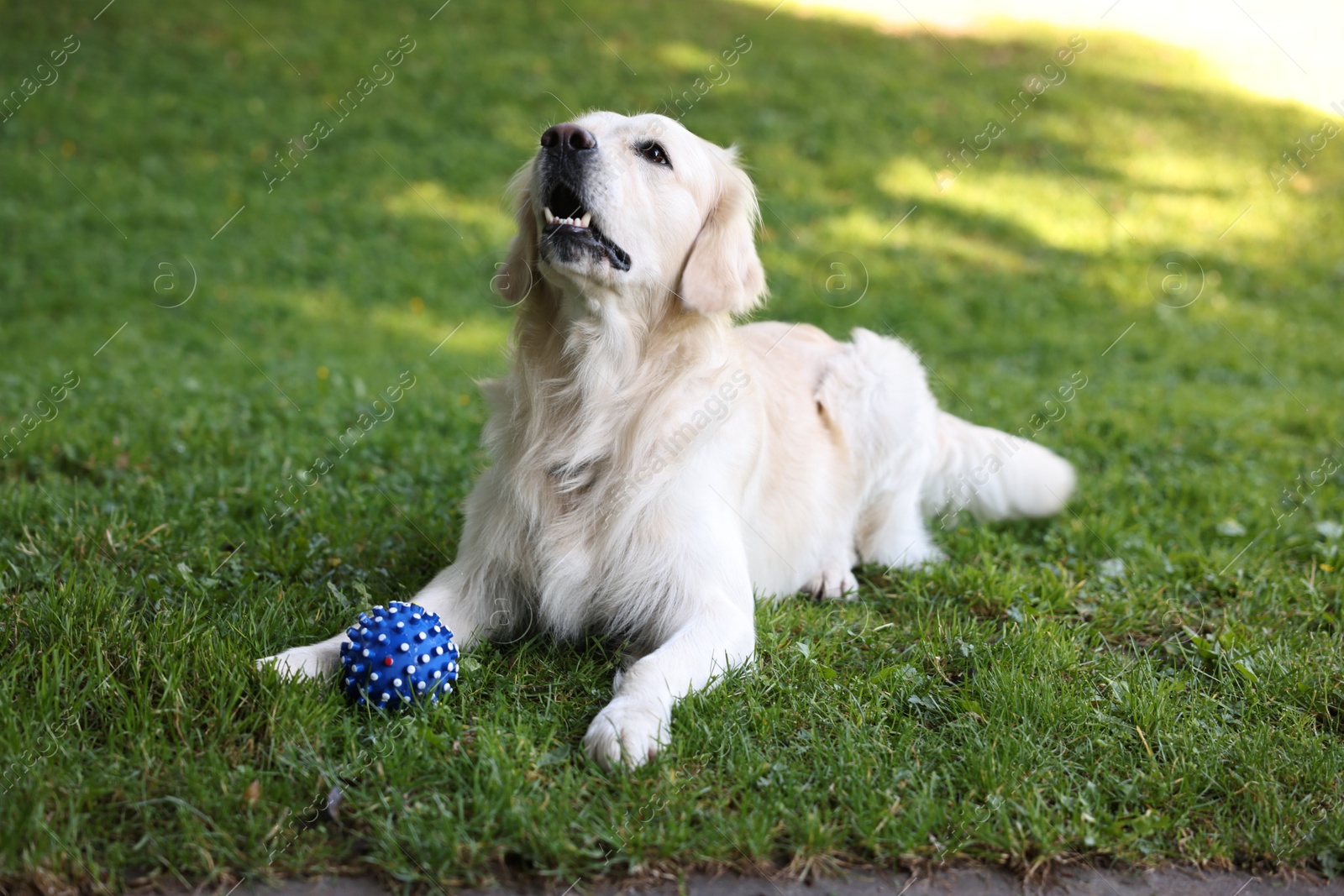 Photo of Cute Golden Retriever and dog toy on green grass