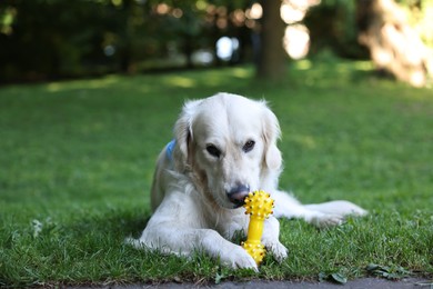 Photo of Cute Golden Retriever dog playing with toy on green grass