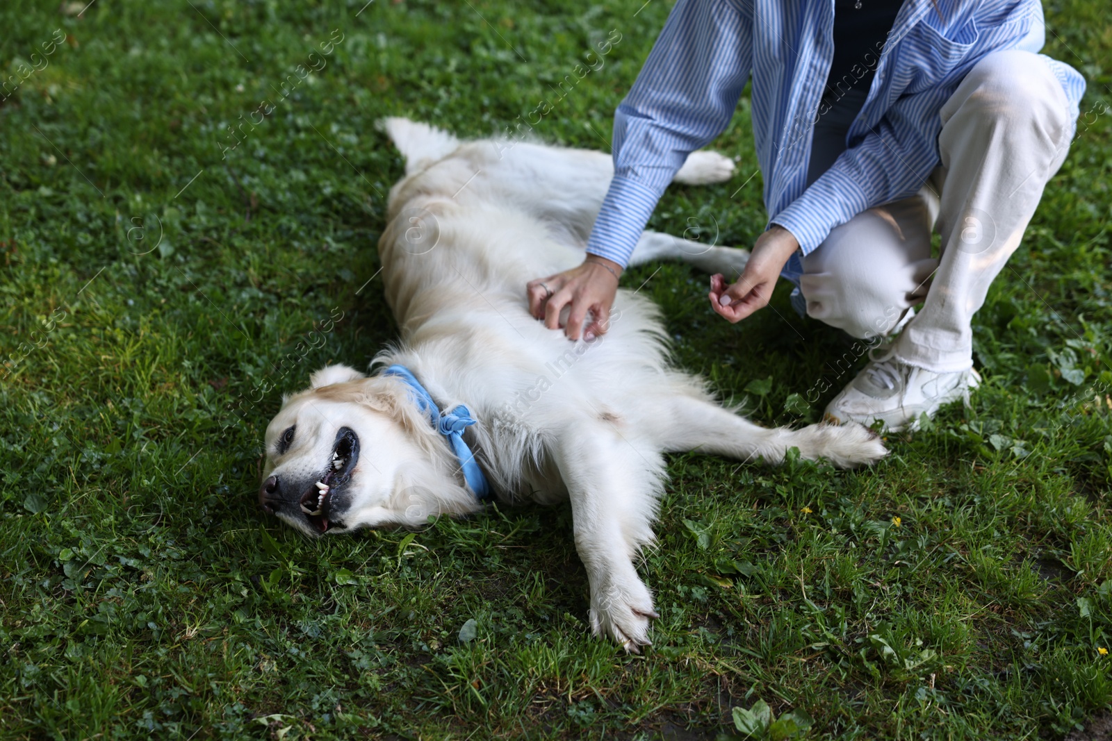 Photo of Owner stroking cute Golden Retriever dog outdoors, closeup