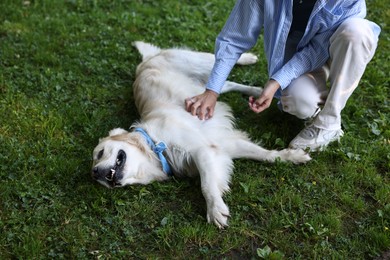 Owner stroking cute Golden Retriever dog outdoors, closeup