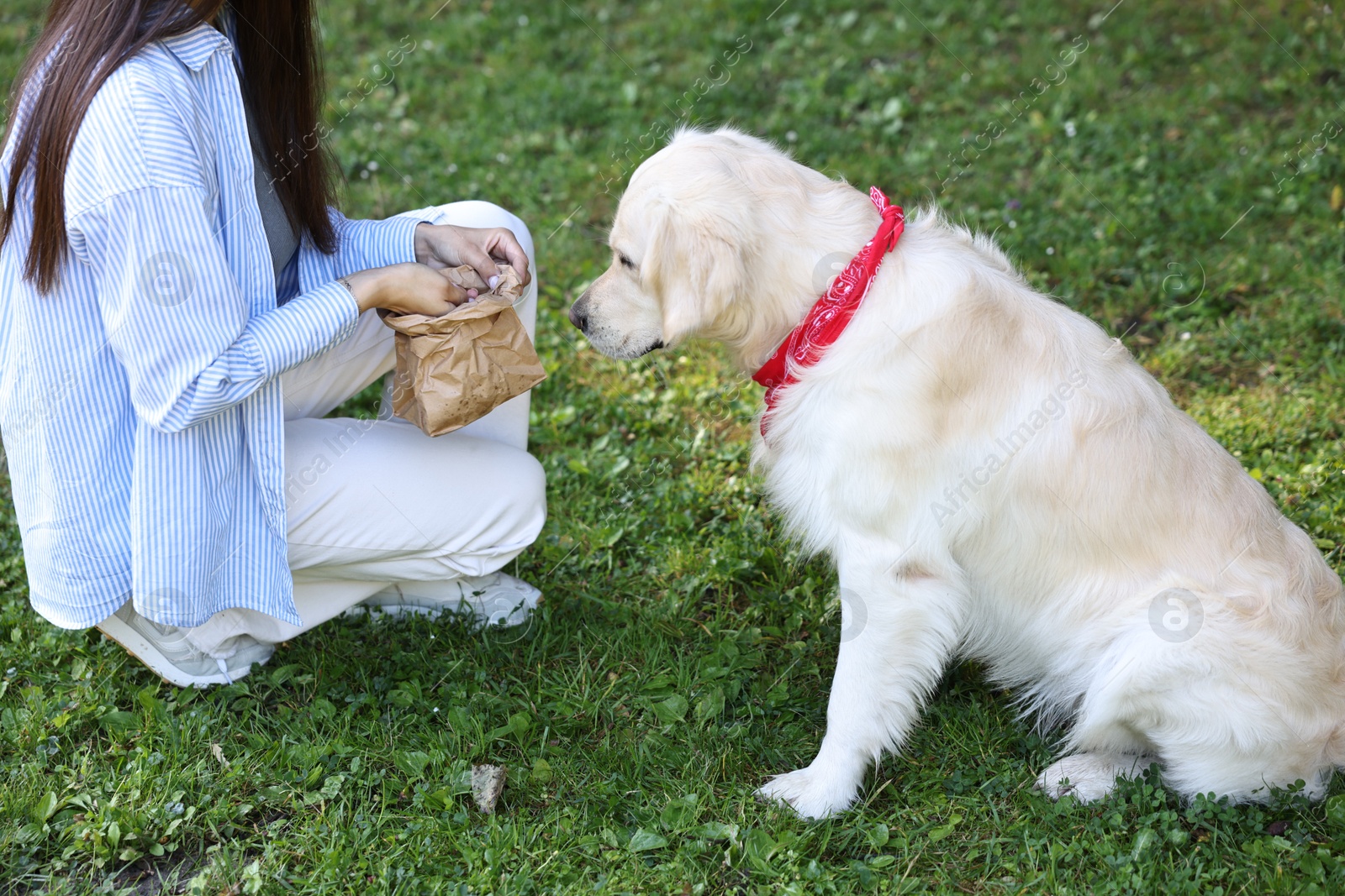 Photo of Owner feeding cute Golden Retriever dog outdoors, closeup