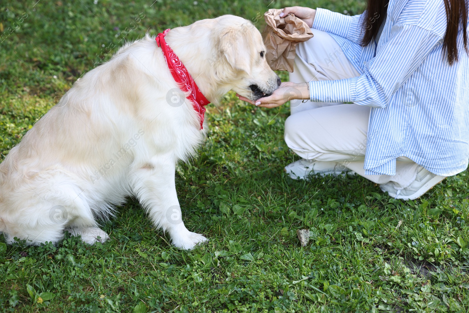 Photo of Owner feeding cute Golden Retriever dog outdoors, closeup