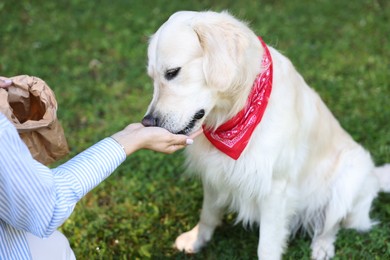 Owner feeding cute Golden Retriever dog outdoors, closeup