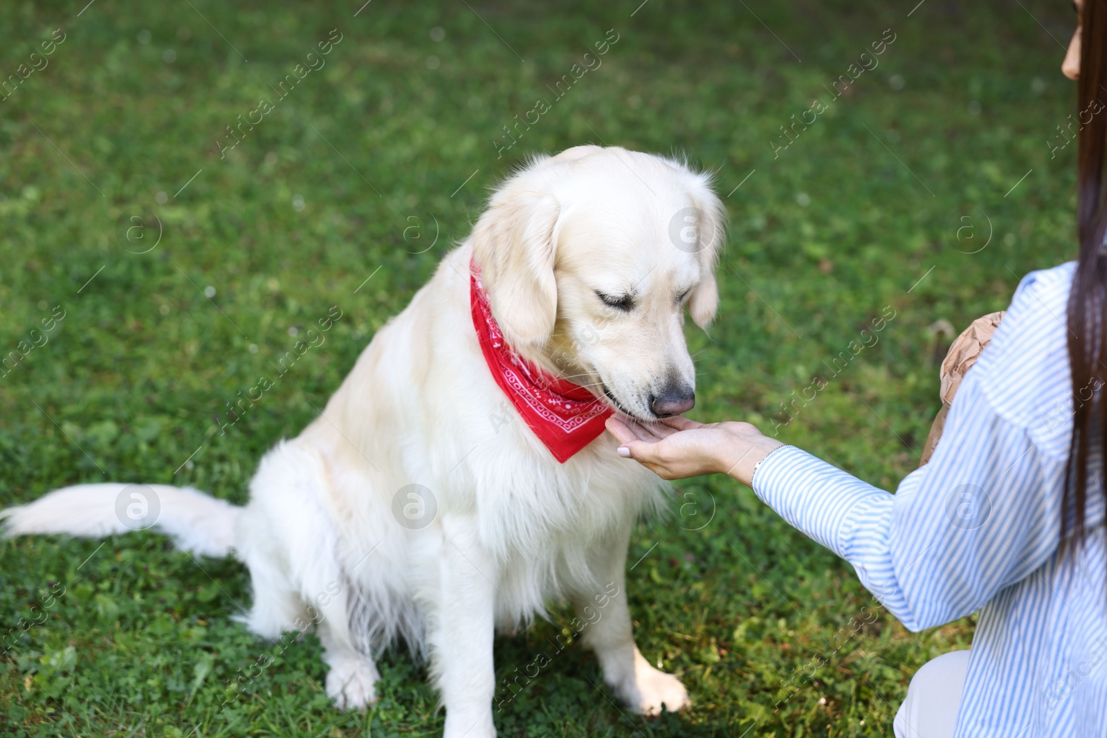 Photo of Owner feeding cute Golden Retriever dog outdoors, closeup