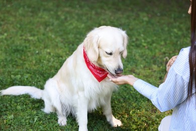 Owner feeding cute Golden Retriever dog outdoors, closeup