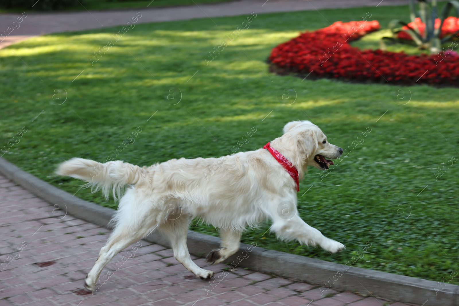 Photo of Cute Golden Retriever dog walking in park