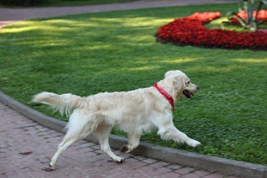 Photo of Cute Golden Retriever dog walking in park