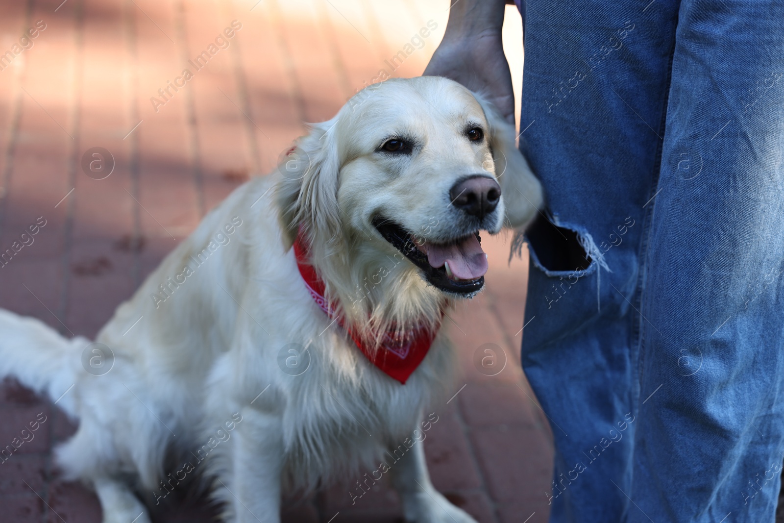 Photo of Owner with cute Golden Retriever dog outdoors, closeup