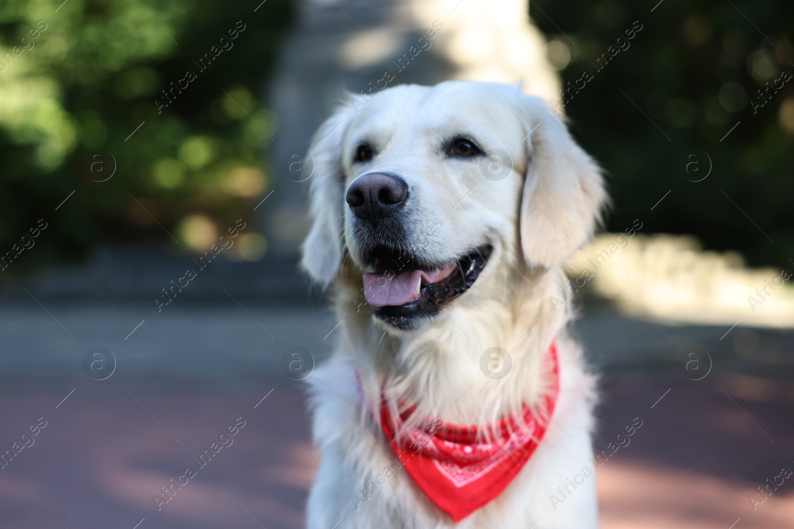 Photo of Portrait of cute Golden Retriever dog outdoors, closeup