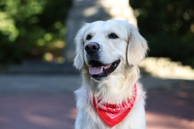 Photo of Portrait of cute Golden Retriever dog outdoors, closeup