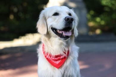 Photo of Portrait of cute Golden Retriever dog outdoors, closeup