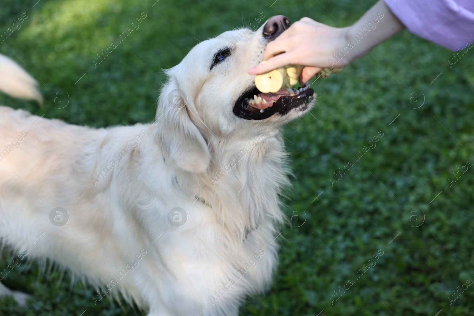 Photo of Owner giving toy to cute Golden Retriever dog outdoors, closeup