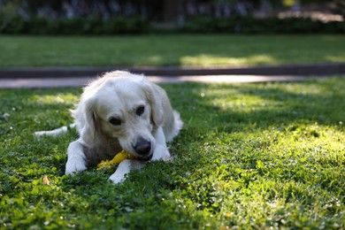 Cute Golden Retriever dog playing with toy outdoors. Space for text