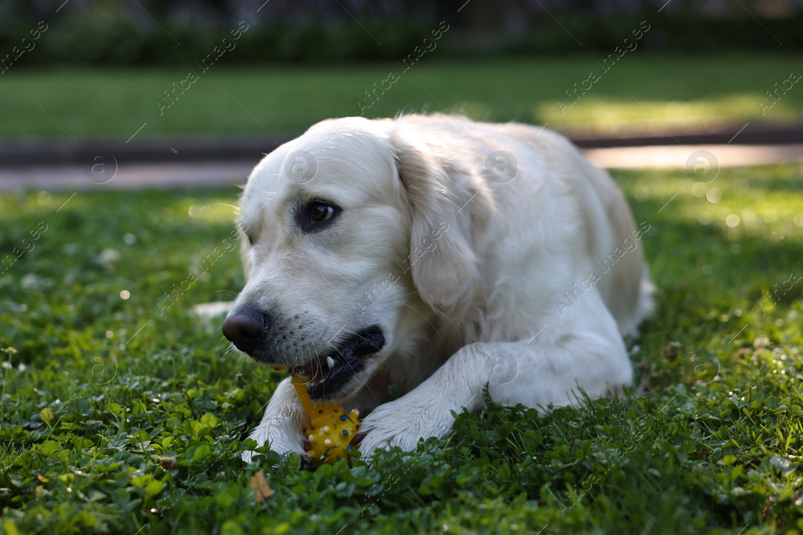 Photo of Cute Golden Retriever dog playing with toy outdoors