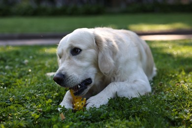 Photo of Cute Golden Retriever dog playing with toy outdoors