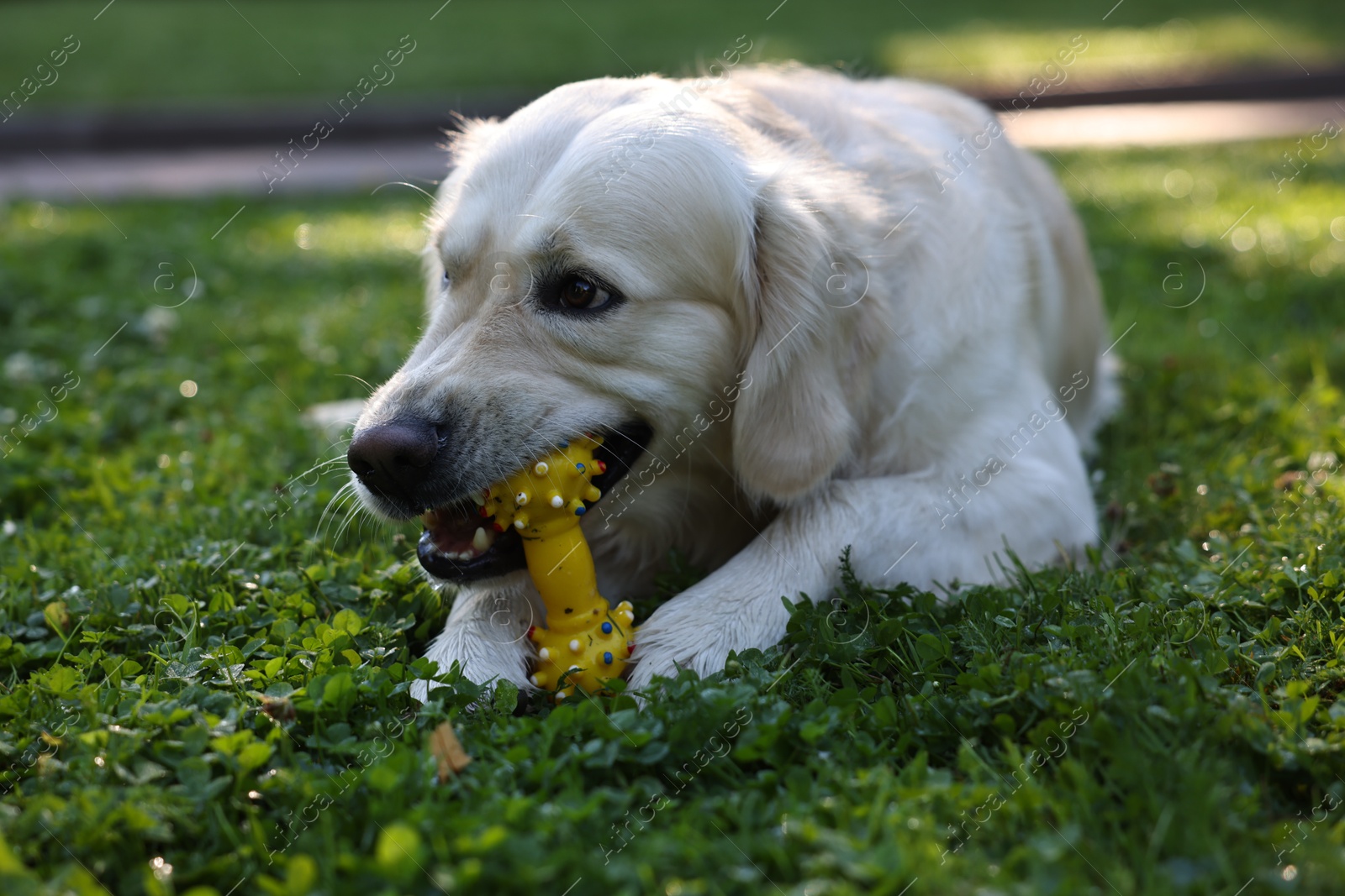 Photo of Cute Golden Retriever dog playing with toy outdoors