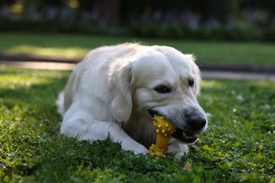 Photo of Cute Golden Retriever dog playing with toy outdoors