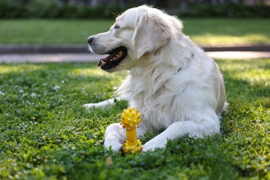 Photo of Portrait of cute Golden Retriever dog with toy outdoors