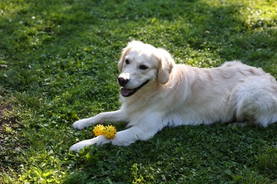 Photo of Portrait of cute Golden Retriever dog with toy outdoors