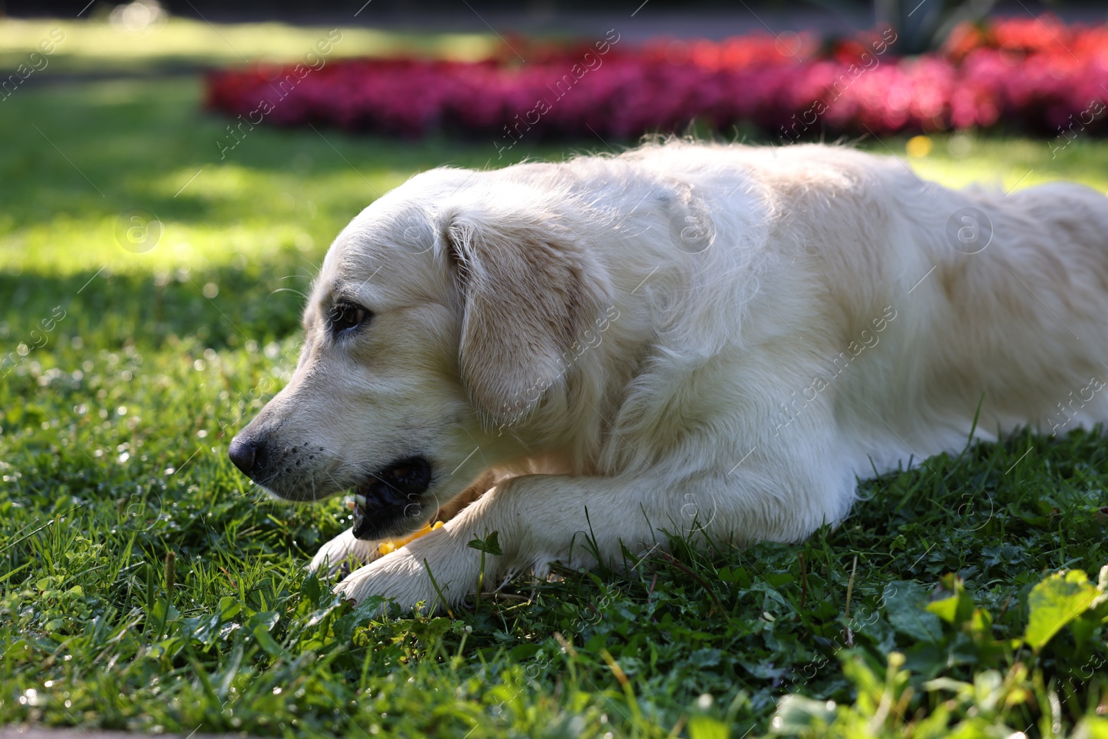 Photo of Cute Golden Retriever dog lying on green grass