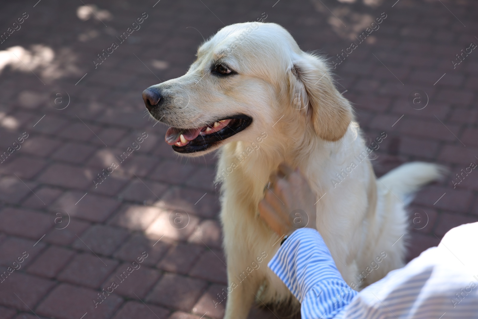 Photo of Owner with cute Golden Retriever dog outdoors, closeup. Space for text