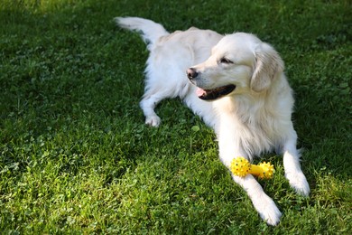 Photo of Cute Golden Retriever dog with toy on green grass. Space for text