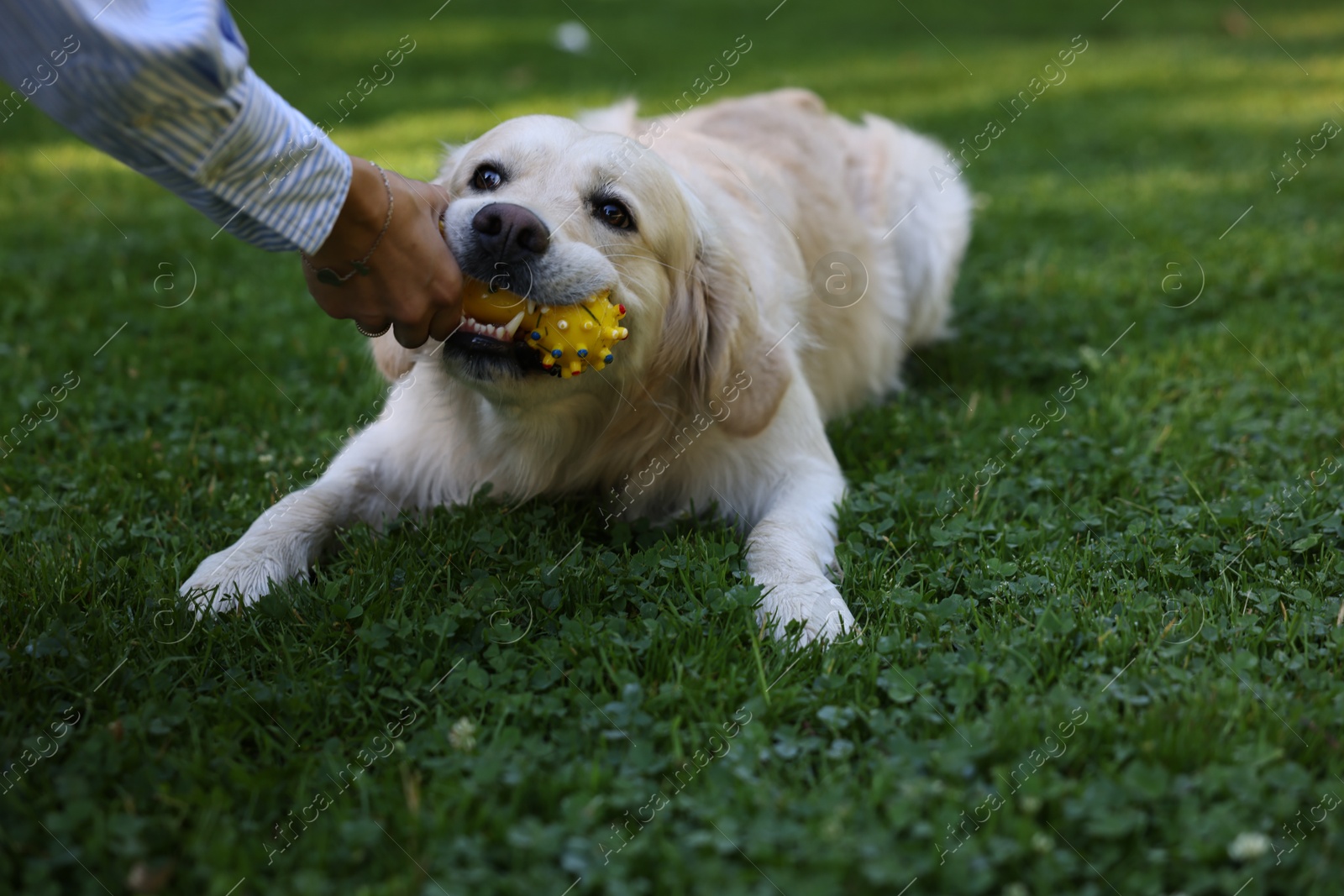 Photo of Cute Golden Retriever dog playing with owner on green grass, closeup