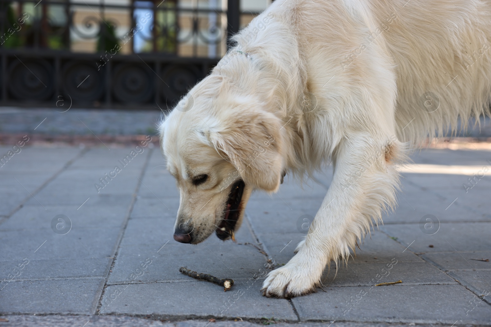 Photo of Golden Retriever dog with stick on city street