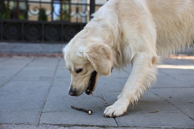 Golden Retriever dog with stick on city street